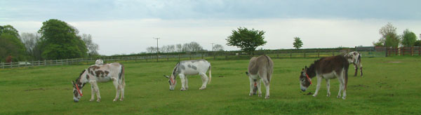 donkey sanctuary east devon