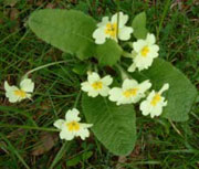 promroses in devon