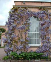 Devon: wisteria