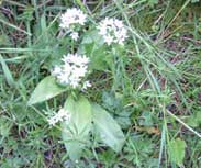 devon wild flowers