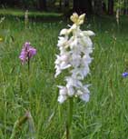 Devon wild hyacinth 